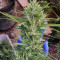 Shaman (Dutch Passion) Cannabis-Samen