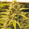 Sour Hound F2 Auto (Mephisto Genetics) Cannabis-Samen