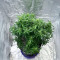 Also Know 47 Autoflower feminisierte Samen (Seedkeepers)