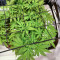 Bruce Banner Autoflower feminisierte Samen (Seedkeepers)
