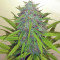 Candy Kush Auto (Auto Seeds) Cannabis-Samen