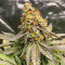 Girl Scout Cookies Fast Version feminisierte Samen (EGS)