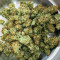 Glue Sherbert feminisierte Samen (AlphaFem Seeds)