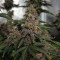 Gorilla Breath (Humboldt Seeds Organization) Cannabis-Samen