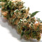Jack Herer feminisierte Samen (Seedkeepers)
