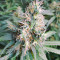 Kiwi Skunk (Kiwi Seeds) Cannabis-Samen