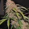 Original Auto Northern Lights (Fast Buds) Cannabis-Samen
