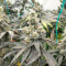 Purple Punch F1 feminisierte Samen (Seedkeepers)