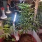 Bruce Banner #3 Auto Cannabis-Samen Kaufen