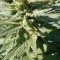 Eleven Roses (Delicious Seeds) Cannabis-Samen zu verkaufen