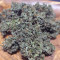 Solomatic Auto CBD (RQS) Cannabis-Samen zu verkaufen