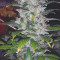 Jack Diesel (Positronics Seeds) Cannabis-Samen zu verkaufen
