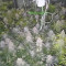 Purple Punch (Barney's Farm) Cannabis-Samen zu verkaufen