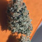 Critical Kush Cannabis-Samen Kaufen