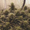 Kaufe Runtz Samen feminisiert von Seedstockers