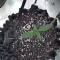Kaufe Godzilla Cookies Auto Samen feminisiert von Herbies Seeds