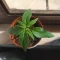 Kaufe Purple Juice Auto Samen feminisiert von Herbies Seeds