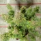 Quarter Pounder Autoflower feminisierte Samen zu verkaufen