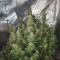 Auto Cinderella Jack Cannabis-Samen Kaufen