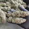 Malawi (Ace Seeds) Cannabis-Samen zu verkaufen