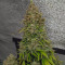 Kaufe Original Afghan Kush Auto Samen feminisiert von Fast Buds