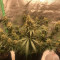Kaufe Grandmommy Purple Samen feminisiert von Herbies Seeds