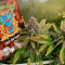Kaufe Red Hot Cookies Samen feminisiert von Sweet Seeds