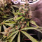 Moby Dick Cannabis-Samen Kaufen