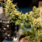 Kaufe Gorilla Cookies Samen feminisiert von Seedstockers