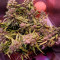 Fast Bud Auto (Sweet Seeds) Cannabis-Samen zu verkaufen