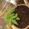 Kaufe Grandmommy Purple Samen feminisiert von Herbies Seeds