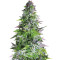 Romulan (Pyramid Seeds) Cannabis-Samen
