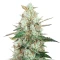 Bruce the Russian (Cream of the Crop Seeds) Cannabis-Samen