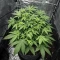 Bubble Gum Fast (00 Seeds)