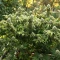 Double Cream (Cream of the Crop Seeds) Cannabis-Samen