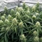 Mango Bubble Cloud (Dr. Krippling Seeds) Cannabis-Samen