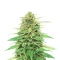 Pineapple Muffin Autoflower feminisierte Samen (Humboldt Seed Company)
