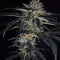 Strawberry Lemonade feminisierte Samen (Barney’s Farm)