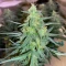 Vanilla Latte Autoflower feminisierte Samen (Humboldt Seed Company)