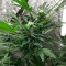 The White Fire OG feminisierte Samen (Seedkeepers)