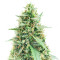 White Widow Automatic (RQS) Cannabis-Samen