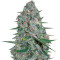 Afghani #1 (Sensi Seeds) Cannabis-Samen