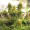 Golden Tiger regular (Ace Seeds) Cannabis-Samen