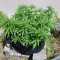 Green Crack (BlimBurn Seeds) Cannabis-Samen
