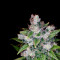 Kandy Kush (Reserva Privada) Cannabis-Samen