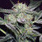 Lemon AK Auto feminisierte Samen (Fast Buds)