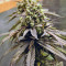 NYC Diesel (Zambeza Seeds) Cannabis-Samen