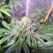 OG Kush CBD (Dinafem Seeds) Cannabis-Samen