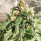 Original Auto BubbleGum (Fast Buds) Cannabis-Samen
