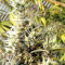 Panama Haze (Ace Seeds) Cannabis-Samen